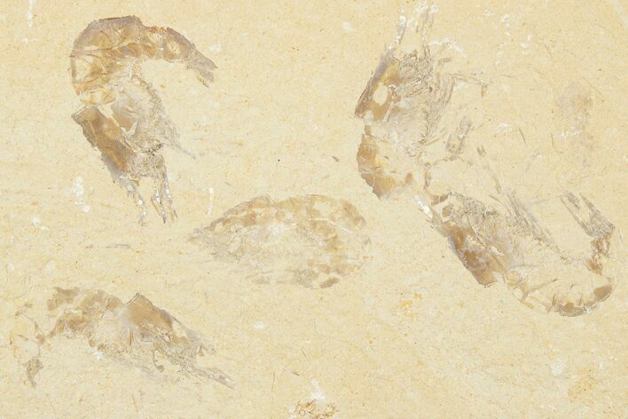 Six Cretaceous Fossil Shrimp (Carpopenaeus) - Hjoula, Lebanon #202161